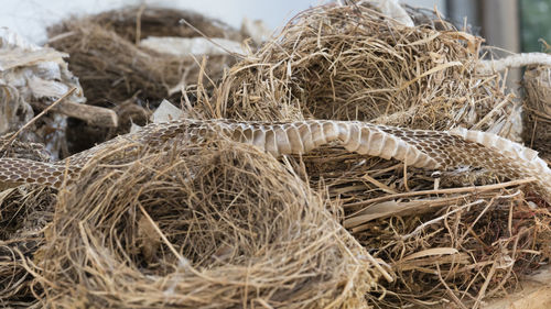 Birds nest and snake skin