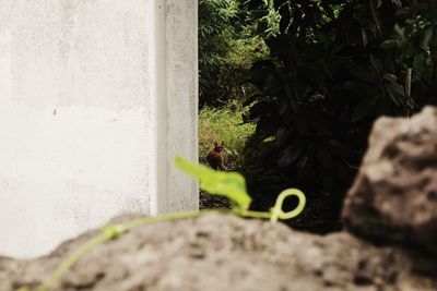 Plant growing on ground