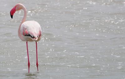 Bird in water