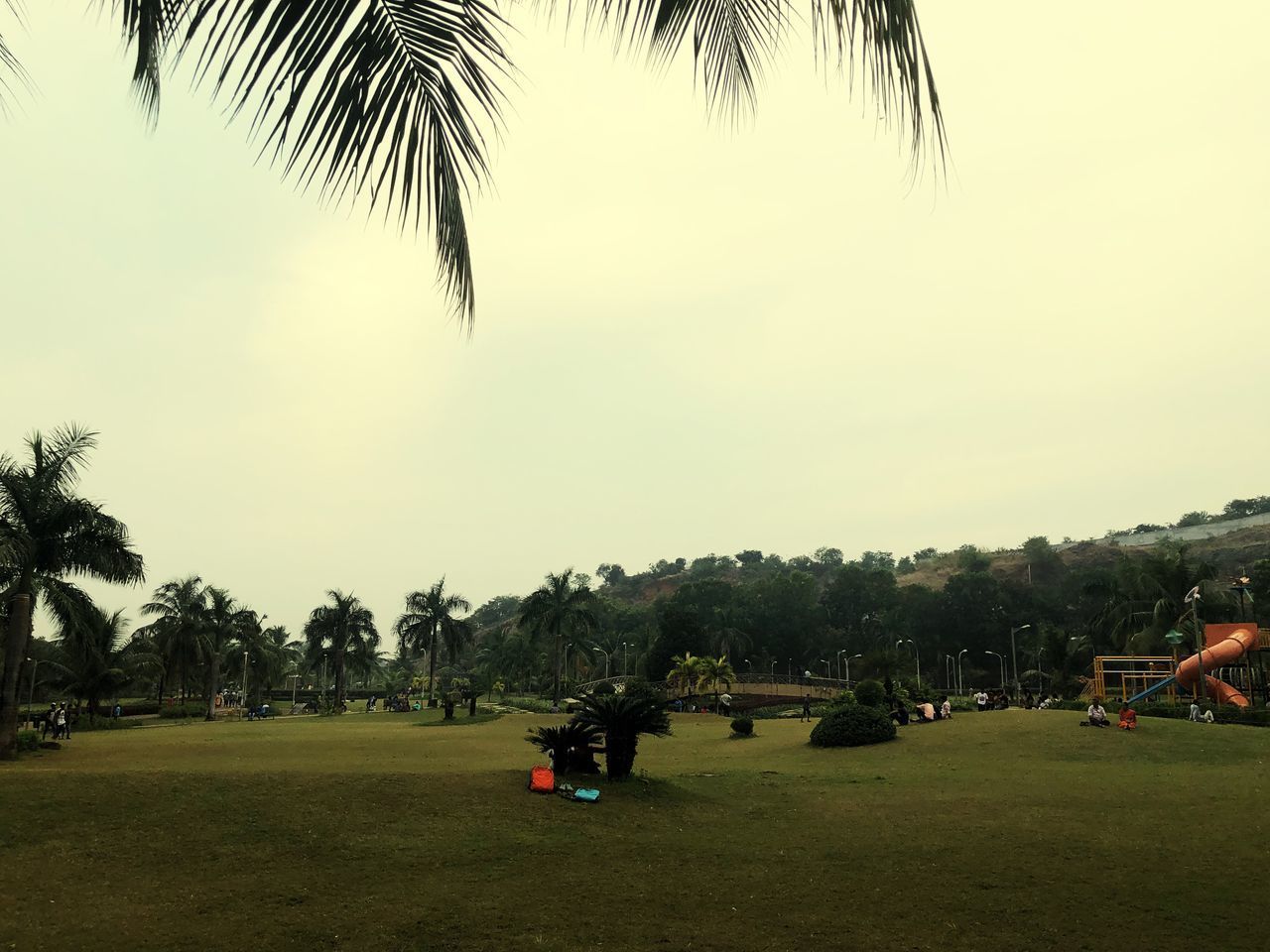 PALM TREES ON FIELD AGAINST CLEAR SKY