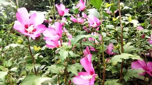 Close-up of pink flowering plants in garden