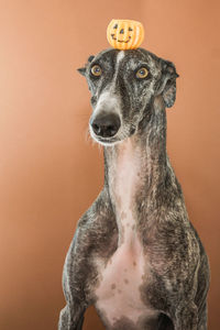 Portrait of dog against gray background
