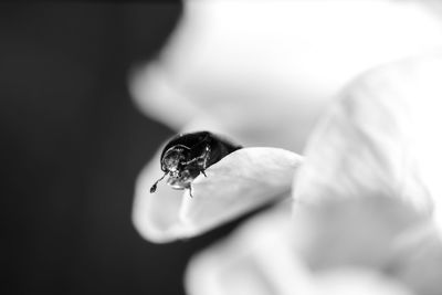 Close-up of fly