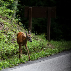 Fawn standing at roadside in forest