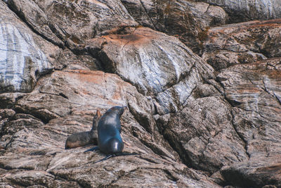 High angle view of lizard on rock