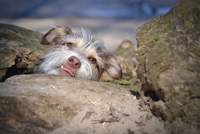 Close-up of dog on rock