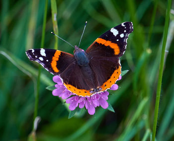 Close-up of butterfly pollinating on flower