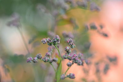 Close-up of pink flowering plant