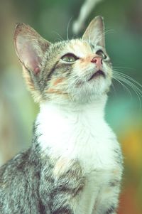 Close-up of a cat looking away