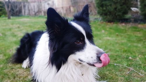 Close-up of dog looking away on field