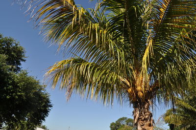 Low angle view of palm trees against sky