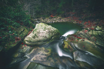 Trees growing on rocks