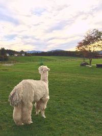 Grassy field against cloudy sky