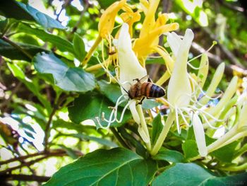 Close-up of insect on plant