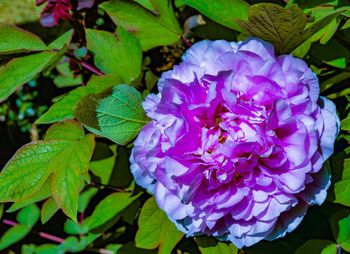 Close-up of purple hydrangea blooming outdoors