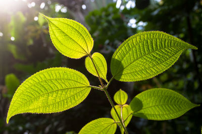 Close-up of green leaves on branch