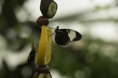 Close-up of butterfly perching on yellow leaf