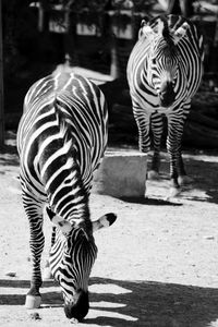 Two zebras in zoo