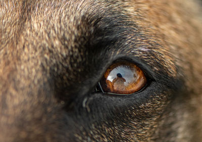 Close-up of animal eye