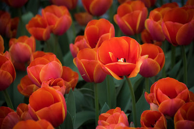 Close-up of orange tulips