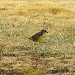 Bird perching on field