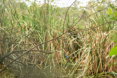 Full frame shot of bamboo on field