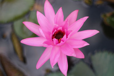 Close-up of pink flower