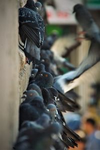 Close-up of pigeons perching