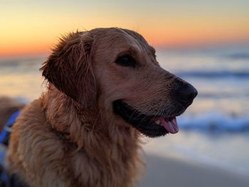 Close-up of dog looking away at beach