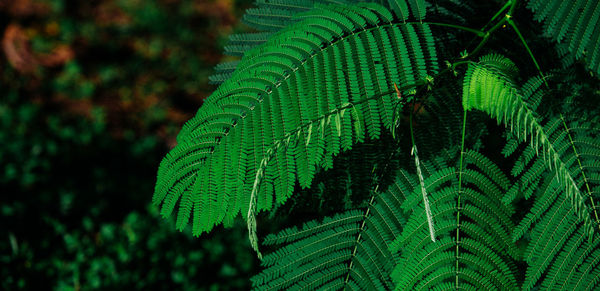 Close-up of fern leaves