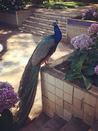 View of a peacock