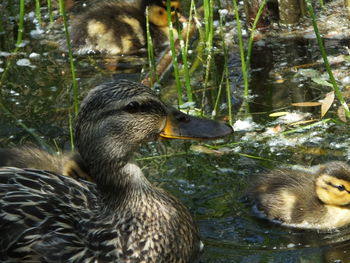 Ducks in a lake