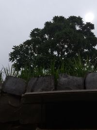 Low angle view of cat on tree against sky