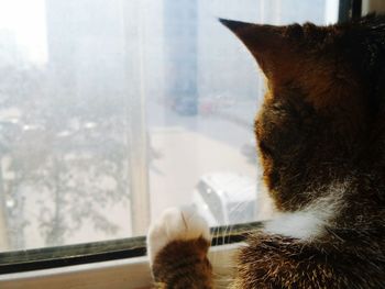 Close-up of cat by window