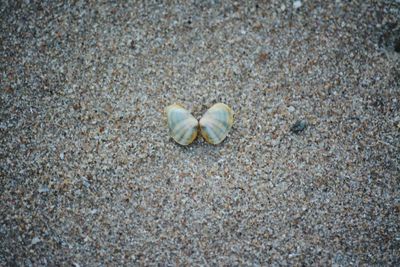 High angle view of shells on beach