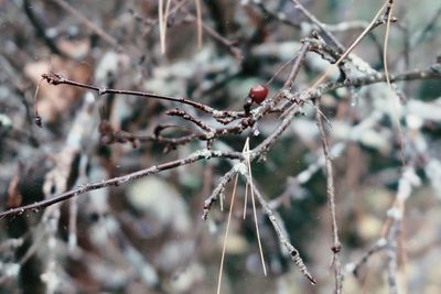 Close-up of berries growing on tree