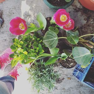 Close-up of hand with pink flowers