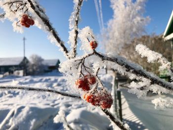 Close-up view of frozen rowanberris in siberia 