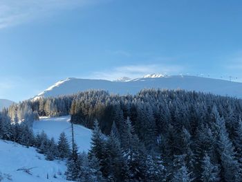 Pine trees on snowcapped mountains against sky