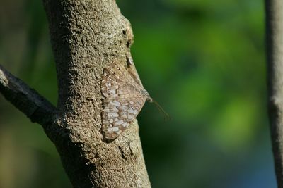 Close-up of tree trunk