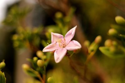 Close-up of pink flowering plant