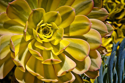 Macro shot of yellow flower