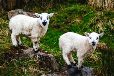 Portrait of sheep standing on grass