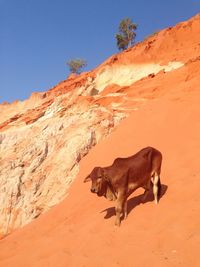 Brown cow on sand dune in desert
