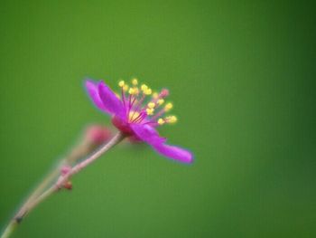 Close-up of purple flowers