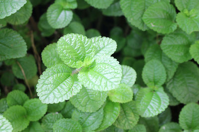 Green mint leaves fresh raw for background