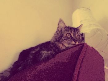 Cat resting on bed