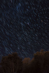 Low angle view of trees against sky at night