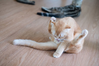 Close-up of cat lying on hardwood floor