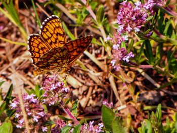 Close-up of butterfly on purple flower